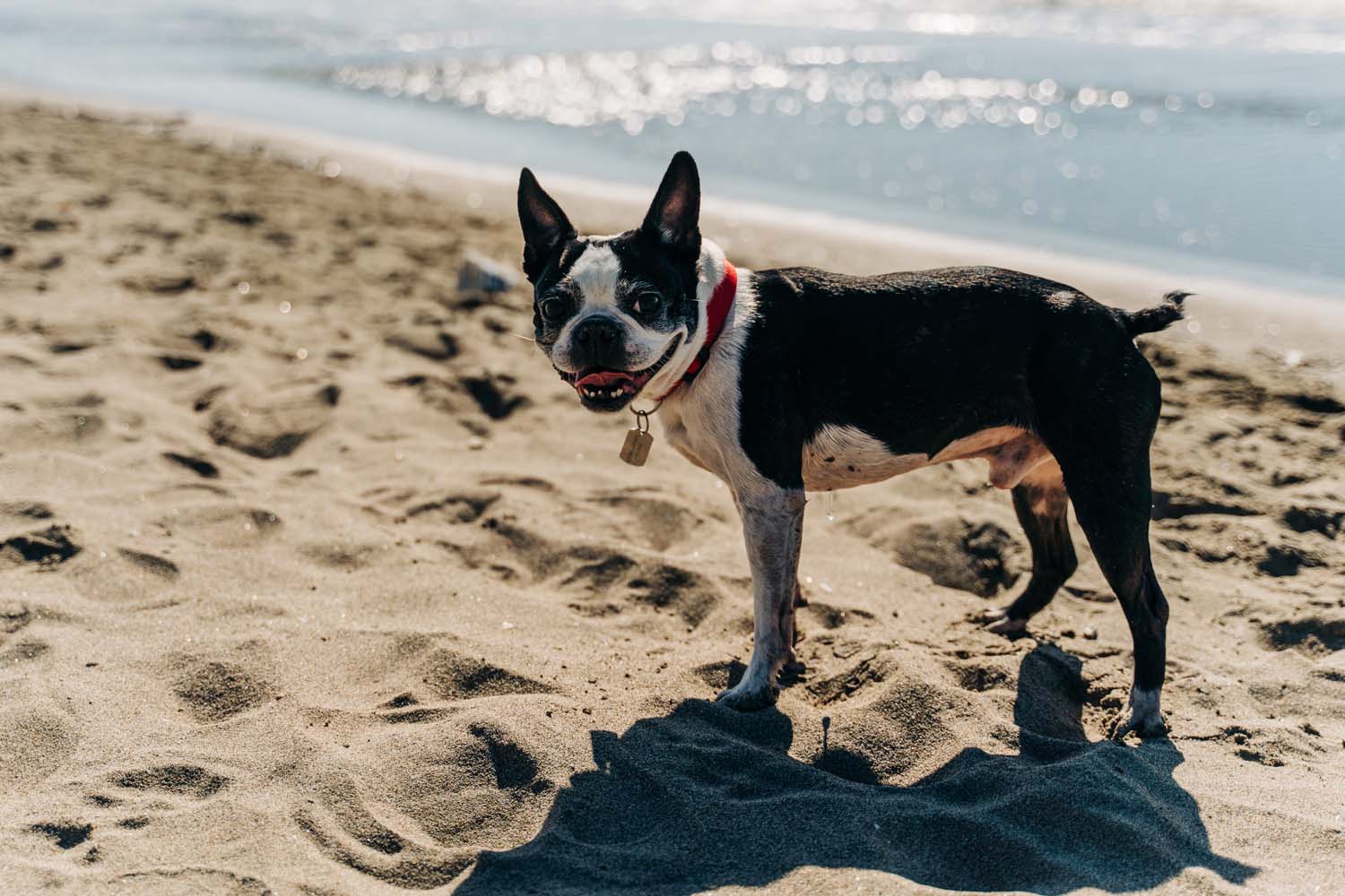 Puppy at the beach